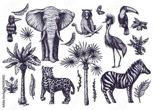 Tropical tree graphic elements such as palm, banana and jungle animals isolated. Vector. © Yumeee