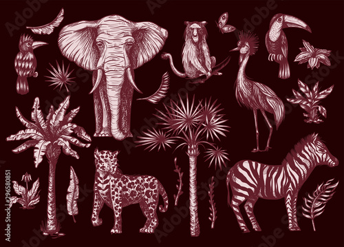 Tropical tree graphic elements such as palm, banana and jungle animals isolated. Vector.