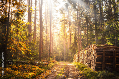 Fototapeta Naklejka Na Ścianę i Meble -  autumn in the forest