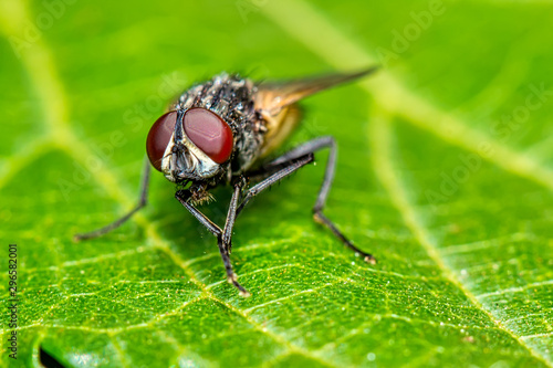 Housefly on leaf - macro photography of a housefly on a leaf 