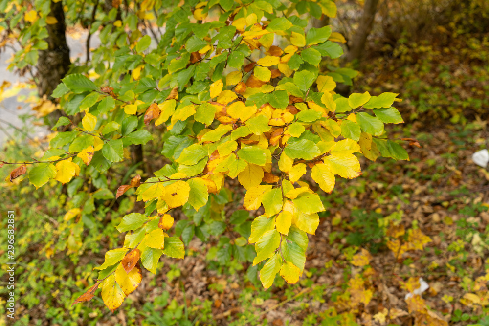 Russberg im Herbst _Deutschland 