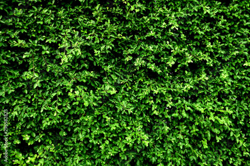 Tropical green leaf wall texture background.