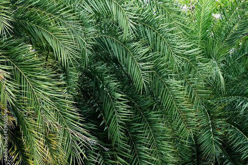 Fototapeta Naklejka Na Ścianę i Meble -  Tropical palm leaf background, palm leaf texture background, dark green palm leaf color.