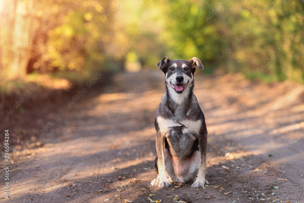 Adorable dog sitting on the road in the forest Adorable dog sitting on the road in the forest
