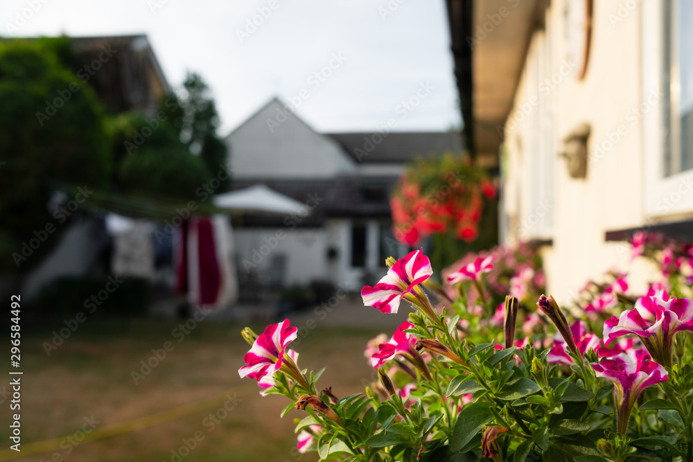 Shallow focus of blooming window flowers located in a Window box outside a home office. A distant main house and lawn can be seen in the background.