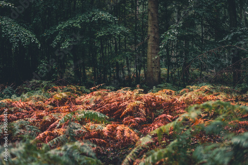 welker Farn, Wald, Herbst