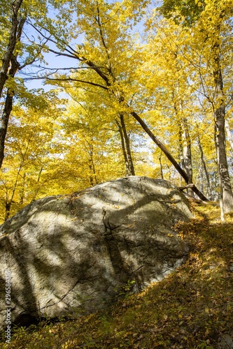 Autumn forest scenes
