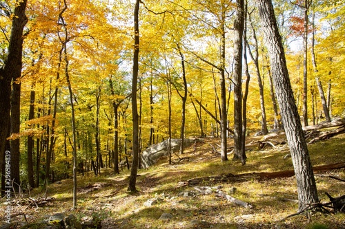 Fototapeta Naklejka Na Ścianę i Meble -  Autumn forest scenes