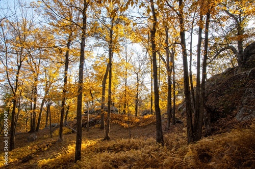 Autumn forest scenes