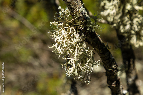 lichen growing on the branches of an oak photo