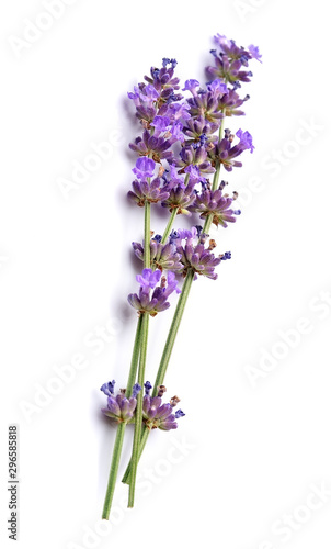 Fototapeta Naklejka Na Ścianę i Meble -  Bunch of fresh lavender.