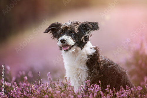 Chinese crested dog in heather landscape photo