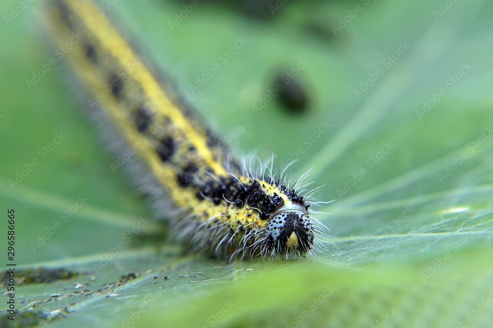 Cabbage White Caterpillar on a Leaf Cabbage White Caterpillar on a Leaf