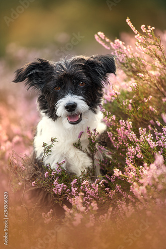 Photography Chinese crested dog in heather landscape