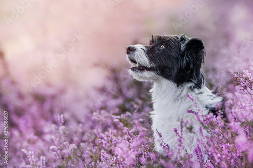 Tablou pe pânză Chinese crested dog in heather landscape