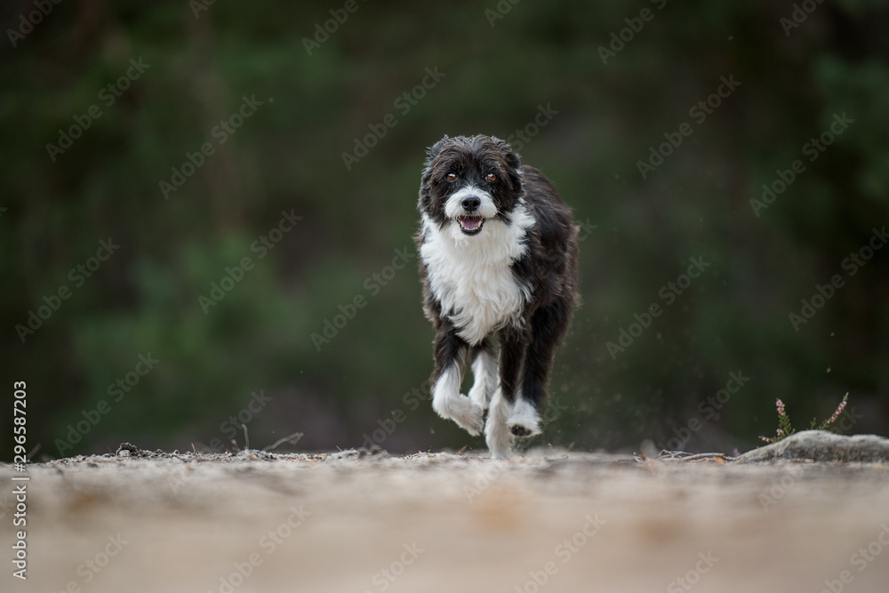 Cute running chinese crested dog