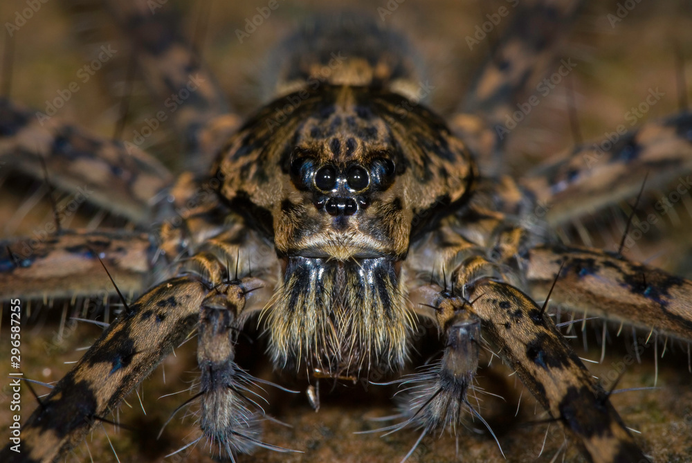 Close view of a fishing spider (Dolomedes sp.) taken at a small stream in a Pamamanian rainforest.