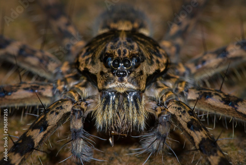 Close view of a fishing spider (Dolomedes sp.) taken at a small stream in a Pamamanian rainforest.