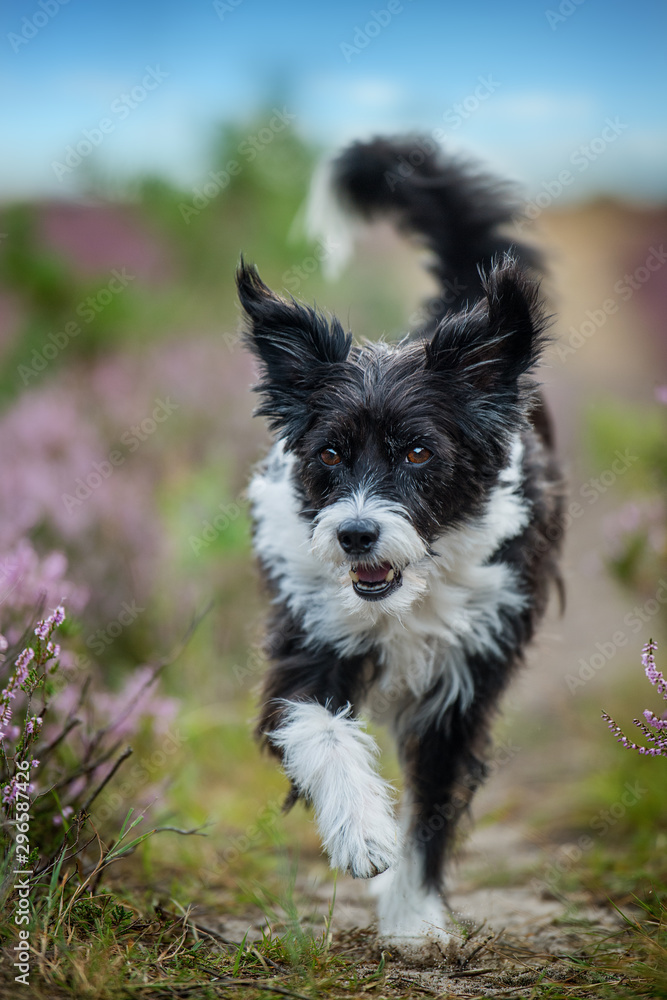 Chinese crested dog running in heather landscape