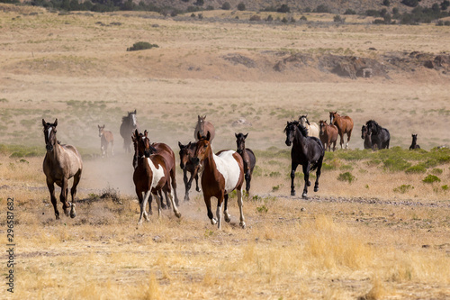 Wild Horses