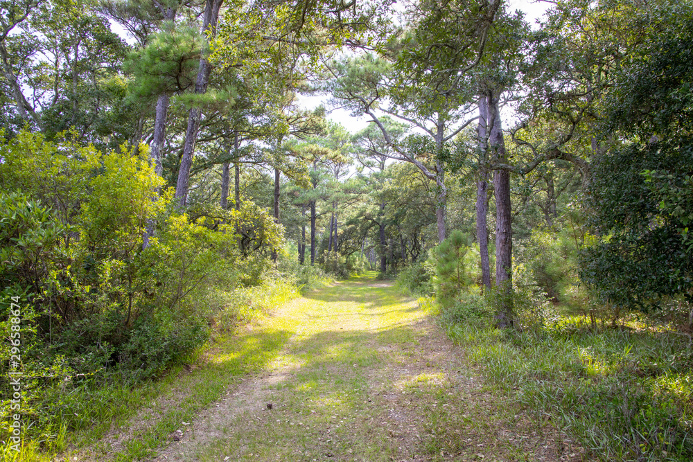On the trail at Cape Hatteras National Seashore On the trail at Cape Hatteras National Seashore