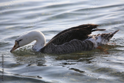 aves varias 