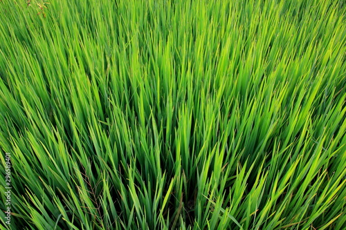Rice green field and paddy rice for natural background.