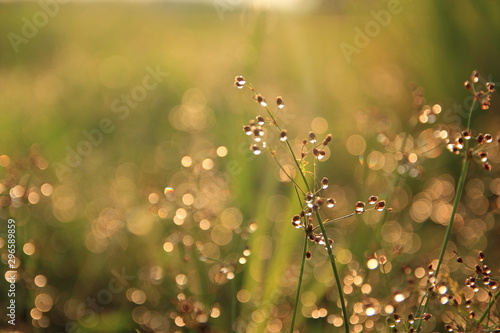 Water drops on morning grass,For background.Selective focus grass.