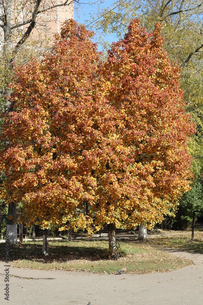 Naklejka premium LANDSCAPES AUTUMN IN THE CITY OF DONETSK