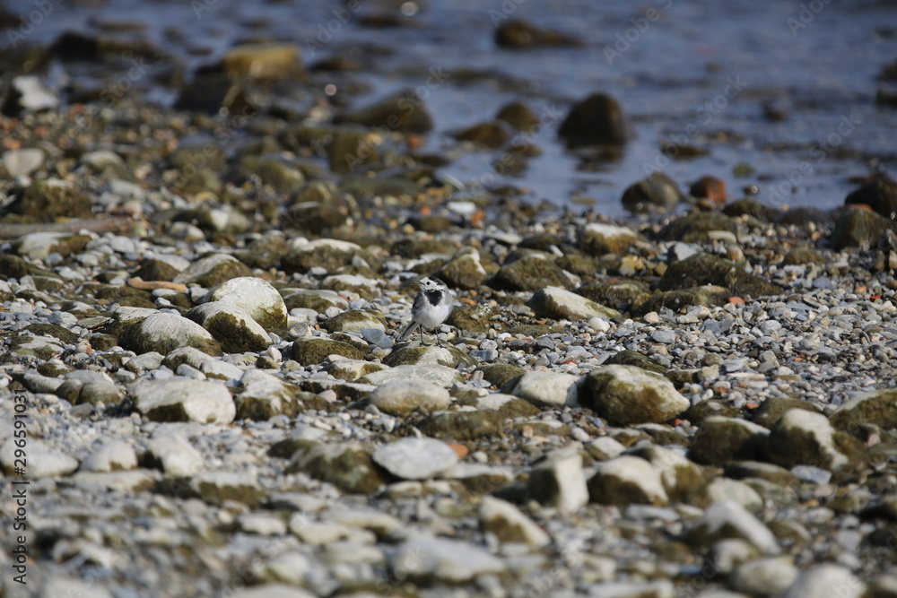 aves varias aves varias