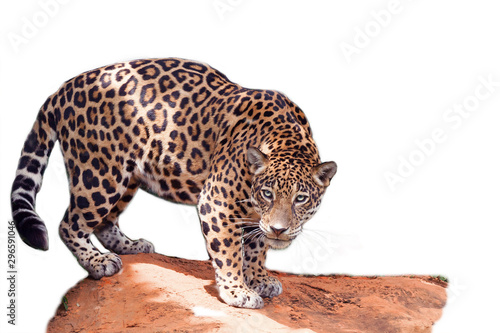 Obraz na plátně The jaguar stands on the rocks on a white background.