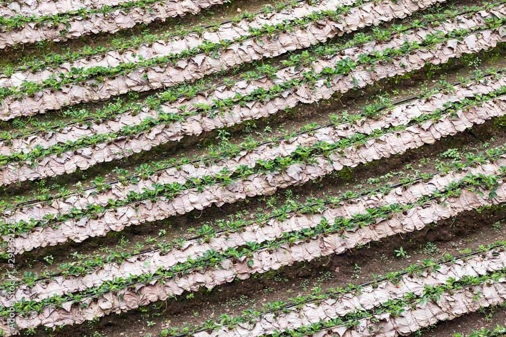 strawberry farm covered with dry leaves for soil humidity preservation