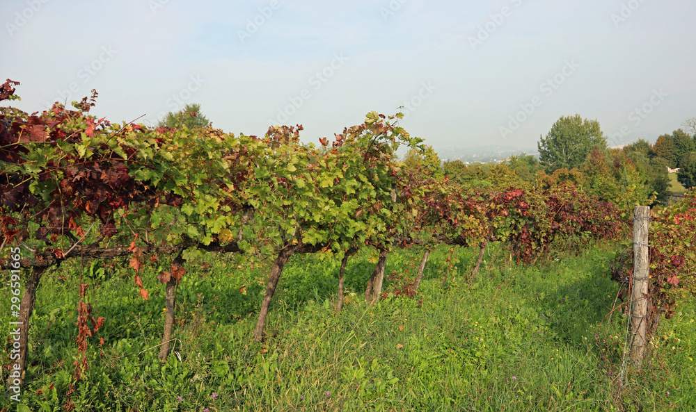 wide vineyard with red and green leaves of grapevine after the h