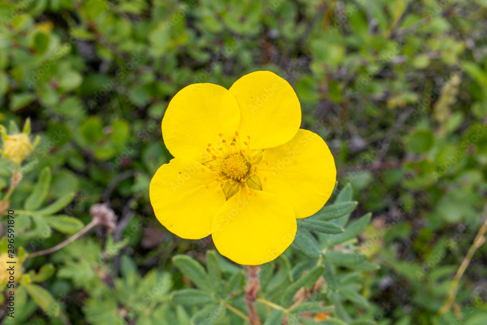 Yellow flower in shape of a heart on green background Yellow flower in shape of a heart on green background