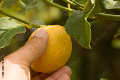 man's hand pick a lemon of a lemon tree