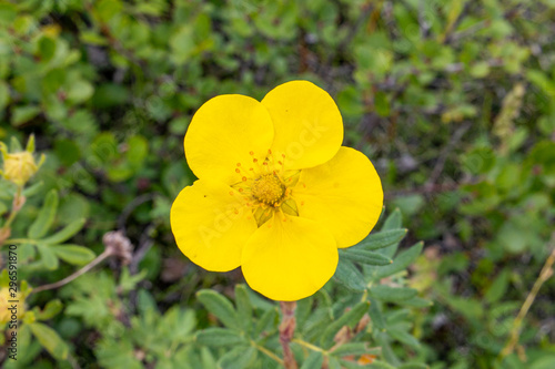 Yellow flower in shape of a heart on green background