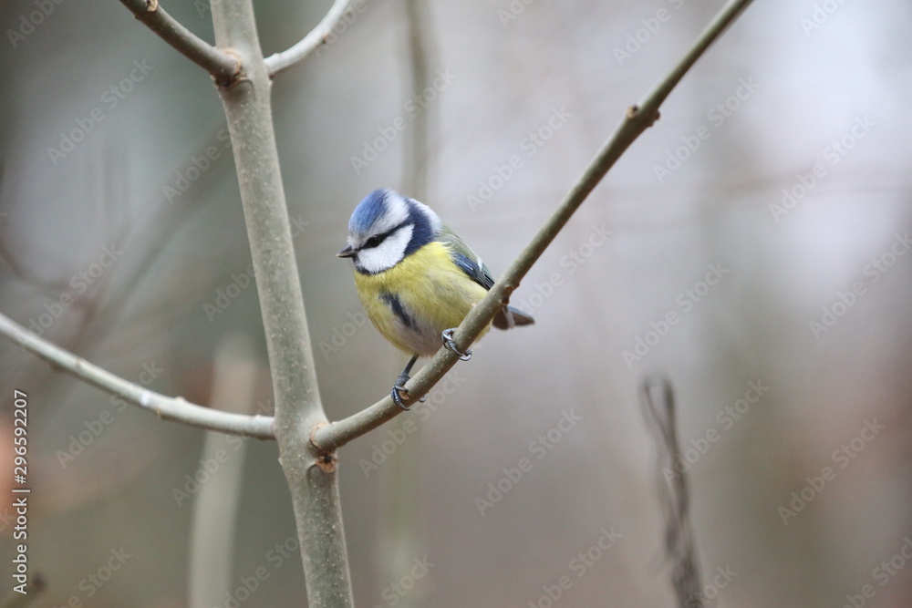 Fototapeta premium aves varias 