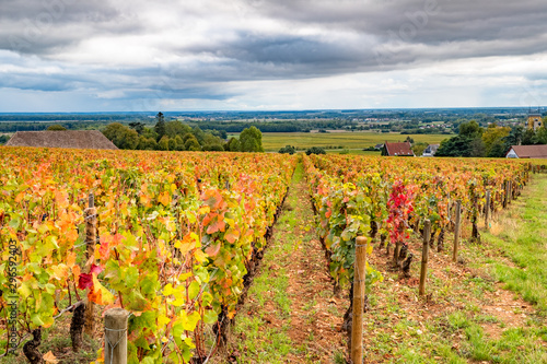 Burgundy vineyard in autumn, France