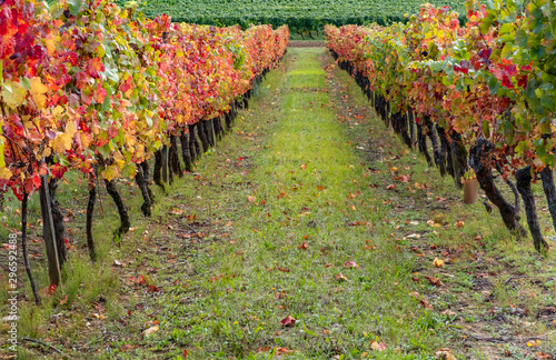 Burgundy vineyard in autumn, France