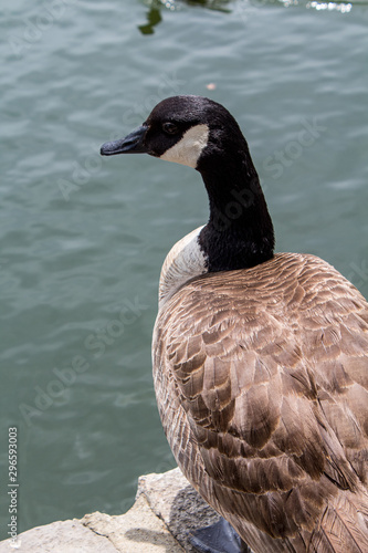 Canada goose on water waiting
