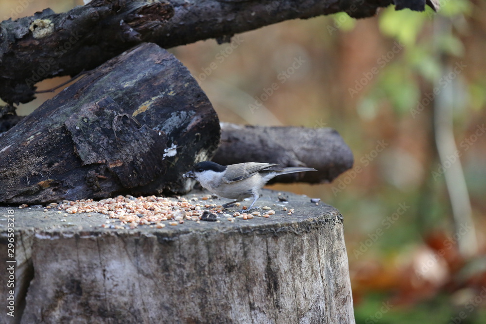 Obraz premium aves varias 