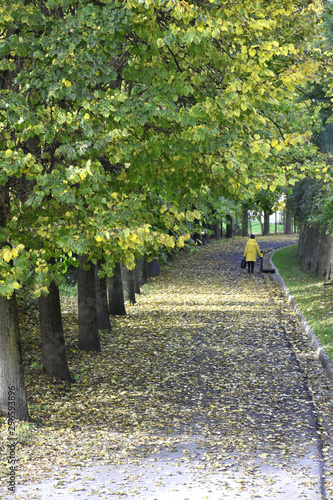 A walk of a senior in the park