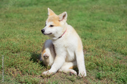 Cute akita inu puppy is sitting on a green grass in the autumn park. Two month old. Pet animals.