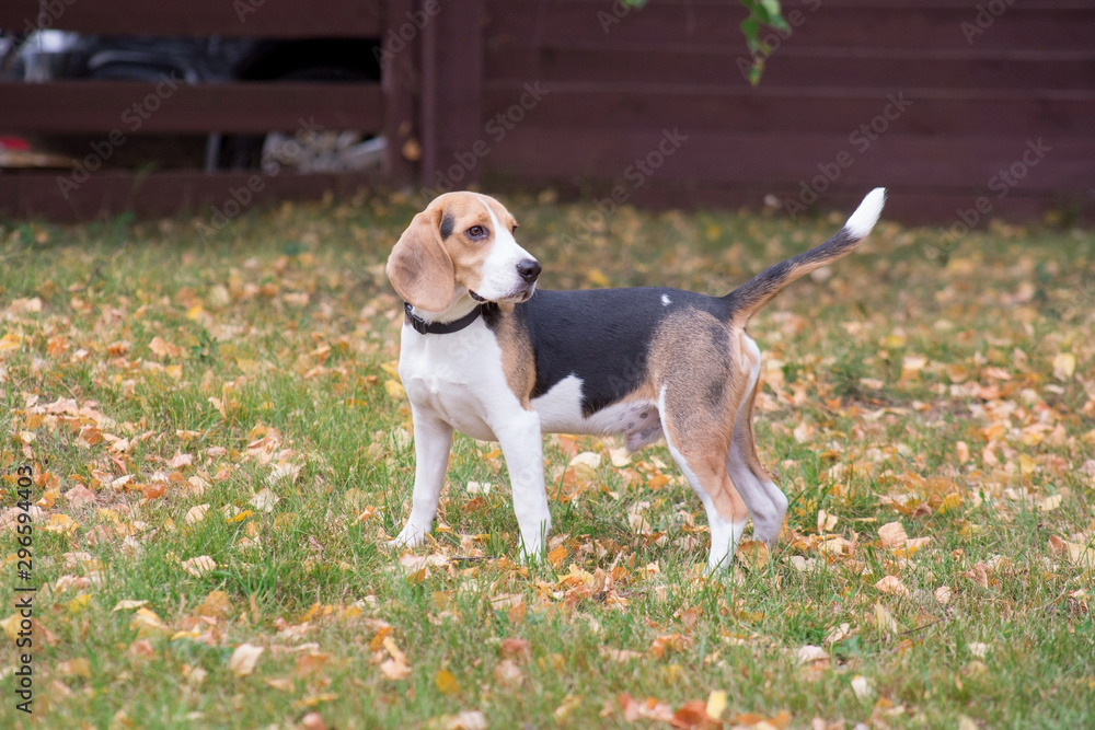 Cute beagle puppy is standing on the green grass in autumn park. Pet animals. Cute beagle puppy is standing on the green grass in autumn park. Pet animals.