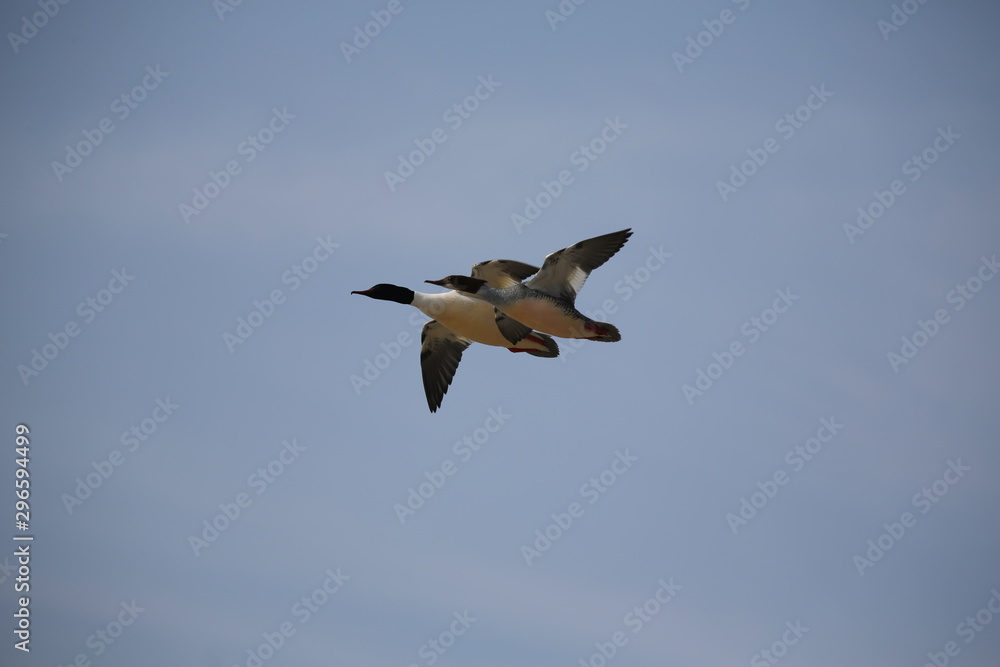 Fototapeta premium aves varias 