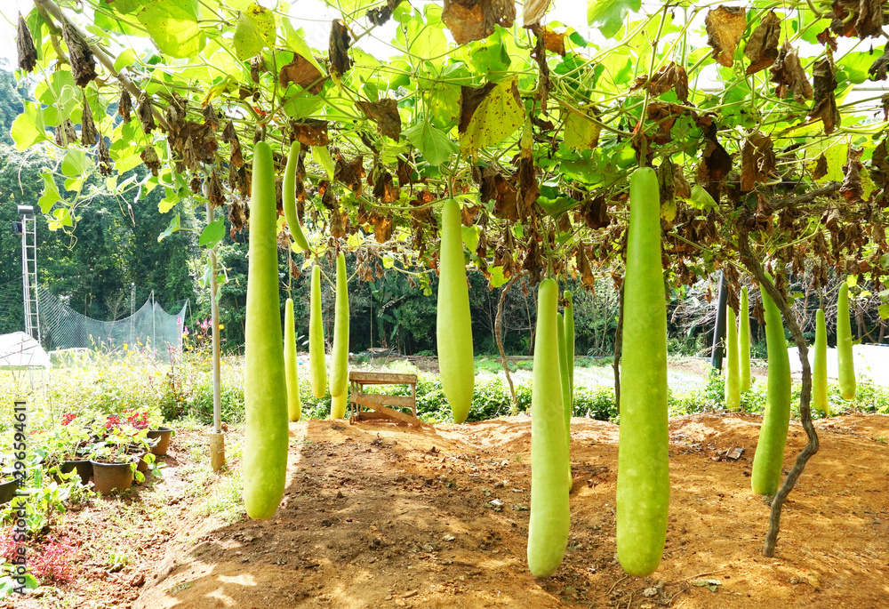 Fototapeta premium Raw zucchini on the farm