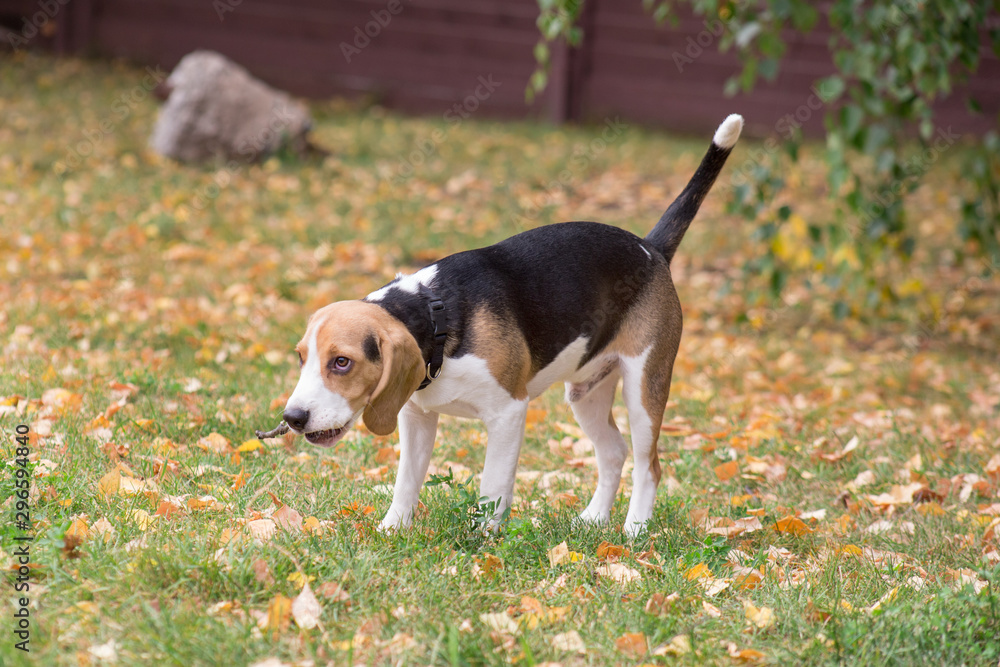 Cute beagle puppy is holding a twig of a tree in his teeth. Pet animals.