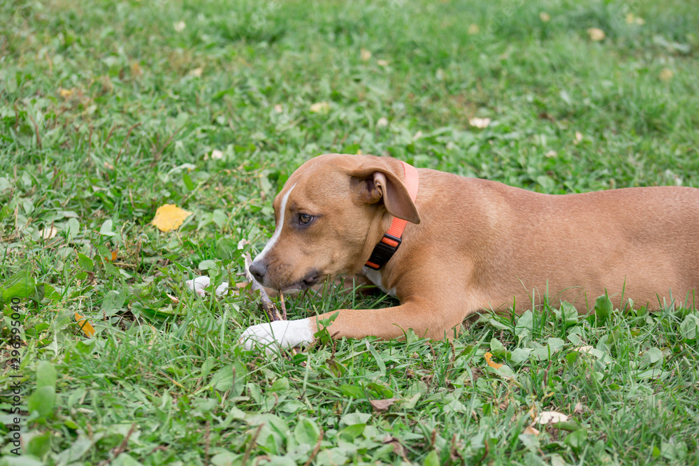 Cute american staffordshire terrier puppy is lying on the green grass with twig of a tree in his teeth. Pet animals.