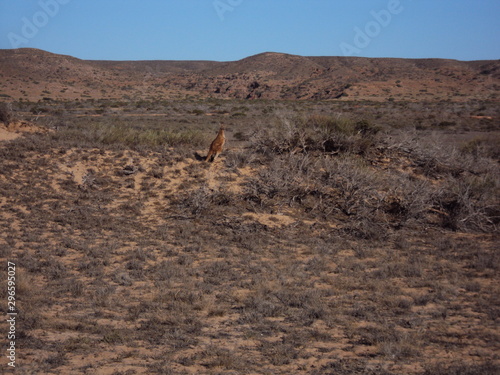 Bloodwood Creek Wild Kangaroos - Ningaloo photo