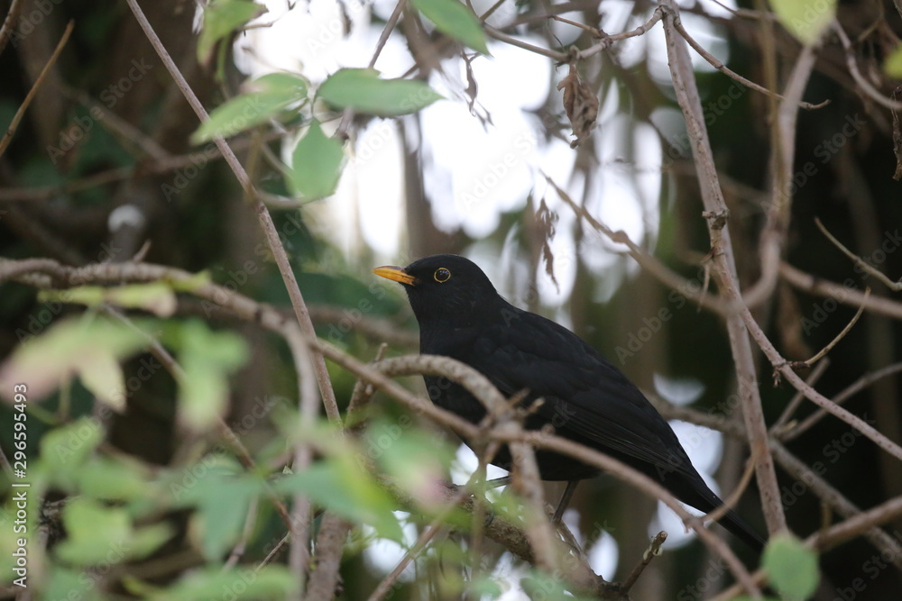 aves varias 